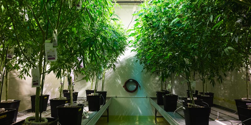 Sweed-CBD-Mutterfplanzen-Stecklinge im Lagerraum.