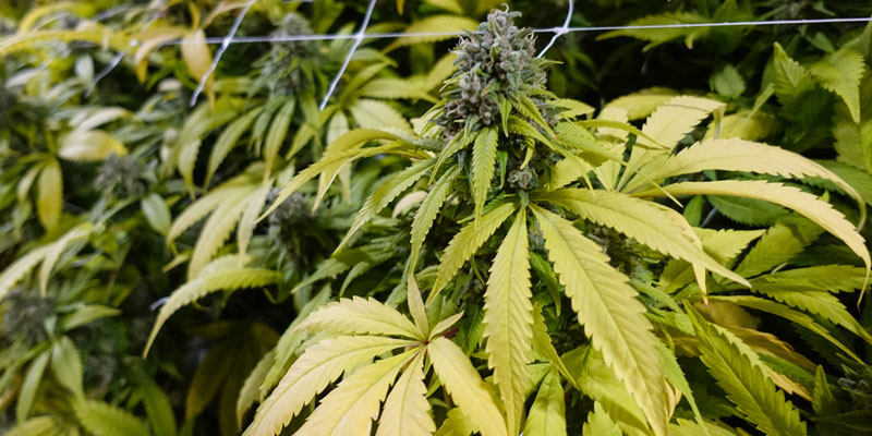 Eine erntereife Sweed-CBD-Mutterpflanze mit leicht gelblich-goldenen Blättern und Blüten.