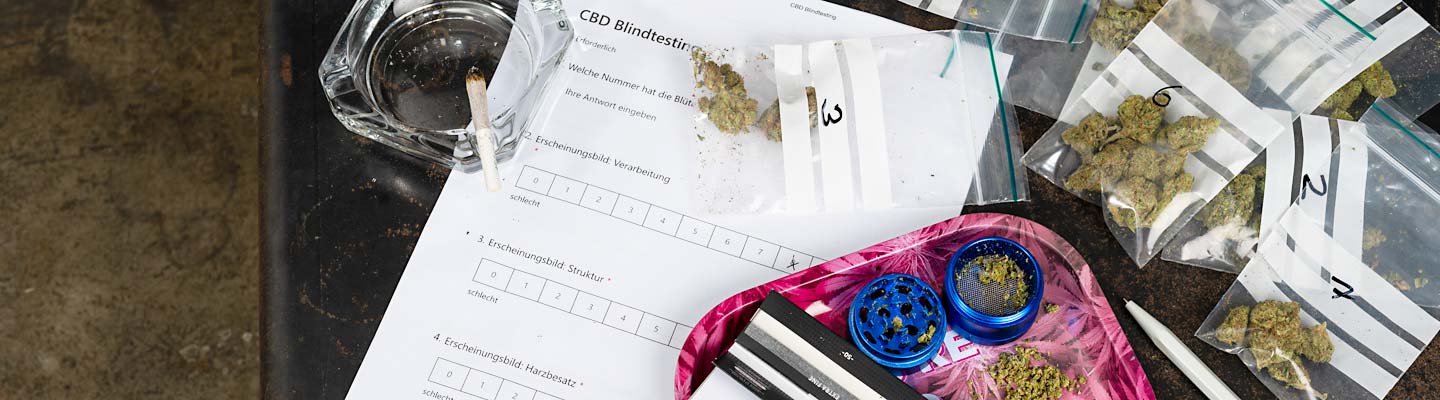 Tisch mit Materialien für ein CBD-Blindtesting: Bewertungsbogen, Beutel mit nummerierten Cannabisblüten, Aschenbecher mit Joint, pinkes Rolltablett mit Grinder und Papers.