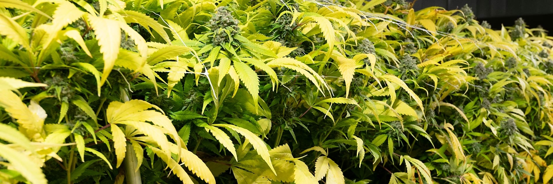 Cannabisproduktegesetz: Was sich in der Schweiz ändern soll